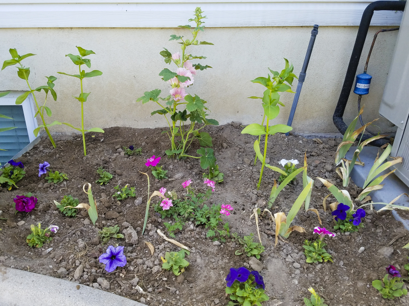 Flower bed Flower bed